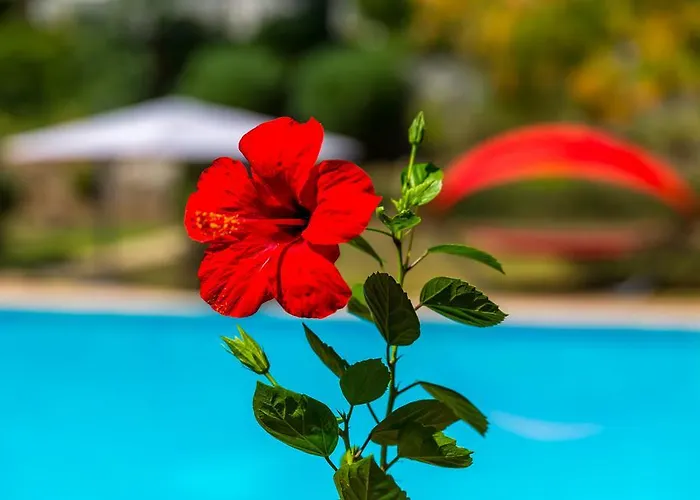 别墅 Marmaris Holiday Villas 马尔马里斯