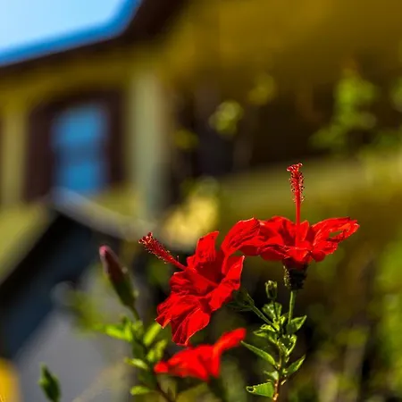 Vilă Marmaris Holiday Villas