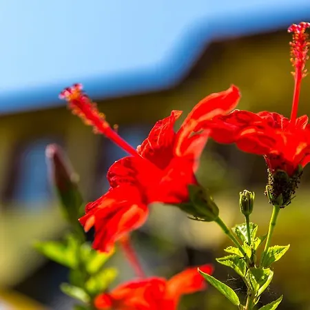 Vilă Marmaris Holiday Villas *